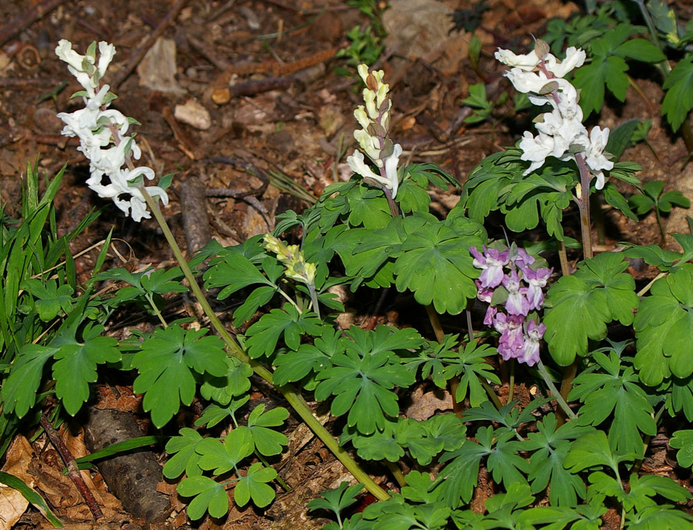 Corydalis cava / Colombina cava